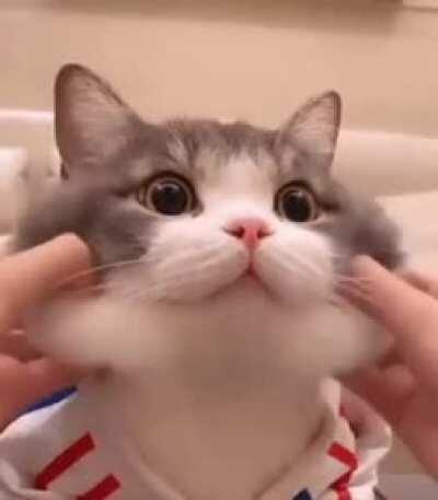 Cute cat
