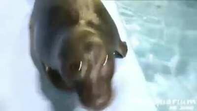 I lost count of how many times I watched this