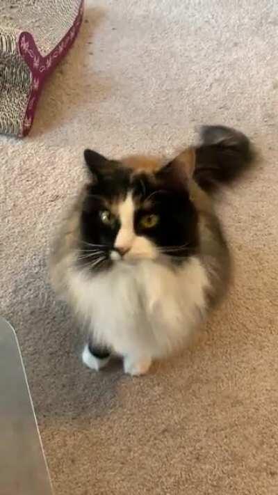 My cat, Puzzles, does not meow. She chirps.