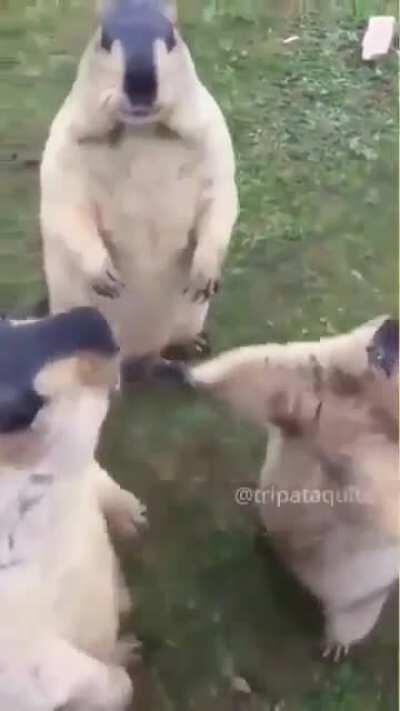 La pelea en el club de golf, pero con marmotas, es 100 veces mejor.