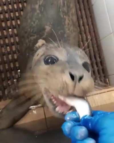 Покормить котика