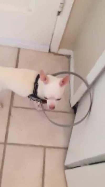 Blind dog was scared to walk. So owner made this for him