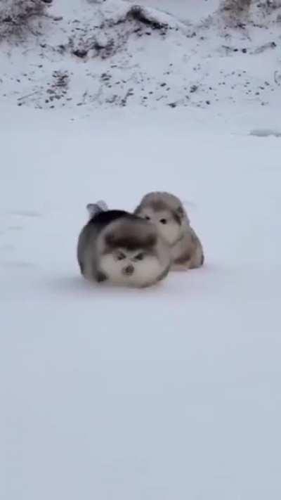 Зимняя милота