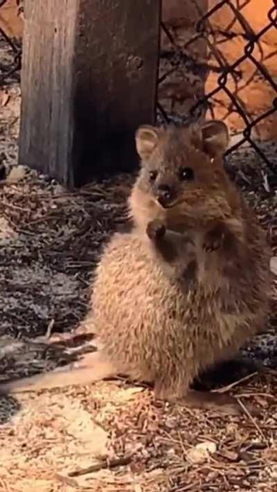 Aussie Entertaining a quokka