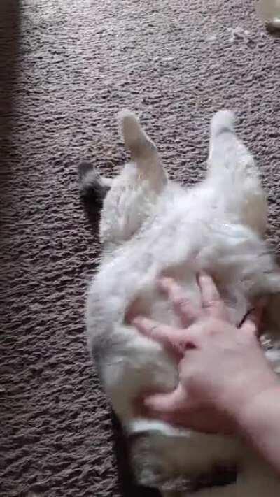 I always pet him this way!