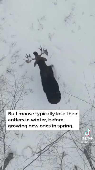 Drone records a moose shedding its’ antlers.