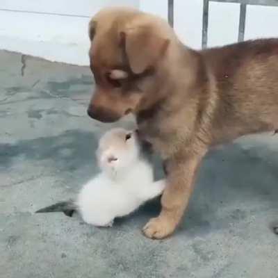 Kitten makes a new friend