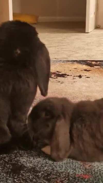 Pops is VERY insistent