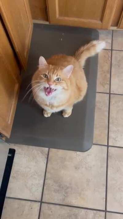 Milo asking my friend for pets