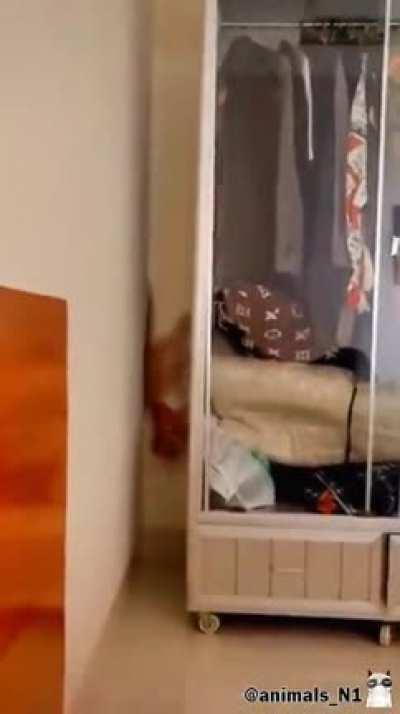 The skill of the cat is maximum