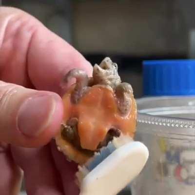 Turtle tickles