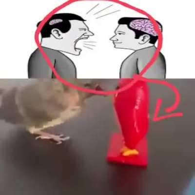 Quiet Sigma Big Brain 🧠🗿