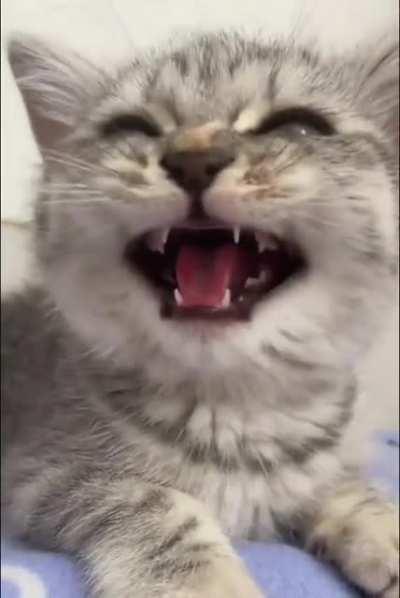 The Kitty 'Puuredator'