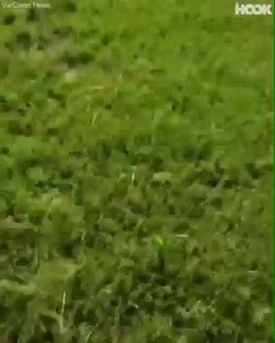 corre que eles estão vindo