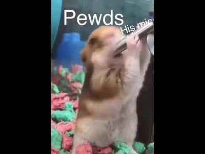 The mic is very salty