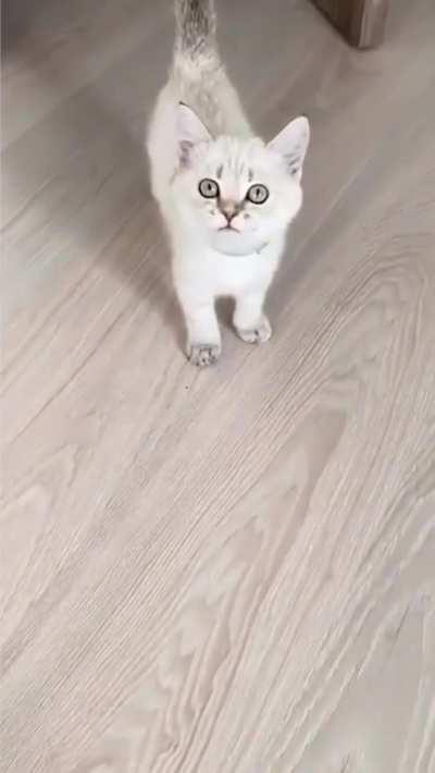 Poor little baby probably hasn't eaten in 3 business minutes.