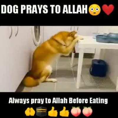 OMG dog prays to allah?