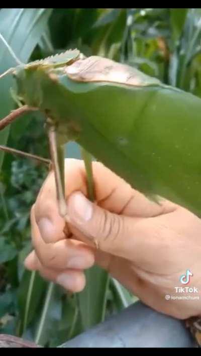 Just a cricket (Giant Malaysian Katydid)