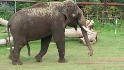 Talking about superpowers, elephants have some