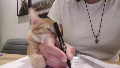 You want to study for school? cat: nope