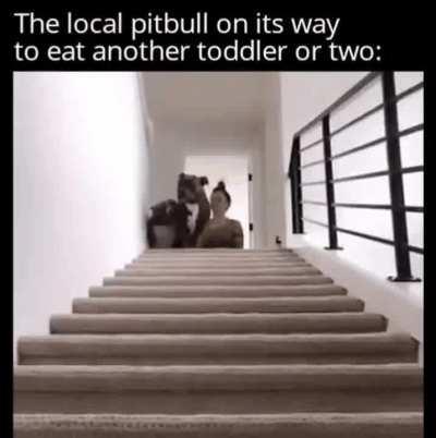 Pitbull is hungry