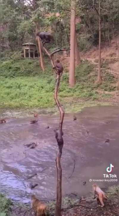 Monkeys having a wild pool party in the forest