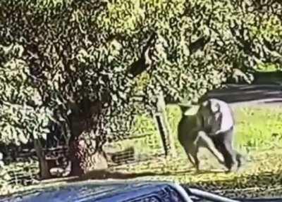 dude gets jumped by pissed off adult kangaroo, but *more* than holds his own like a boss