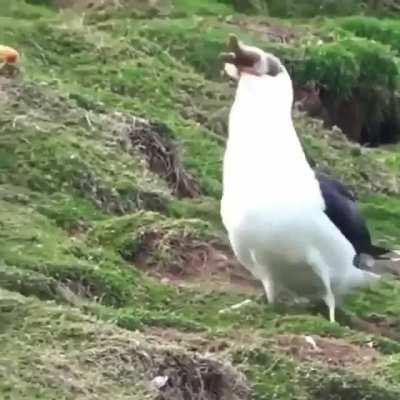 Unit Seagull Eating Rabbit (from JoeRogan)