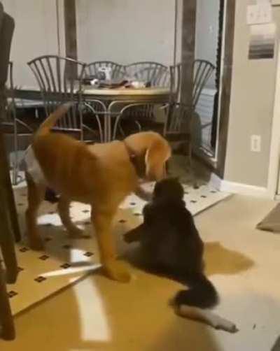 When you like to bully.