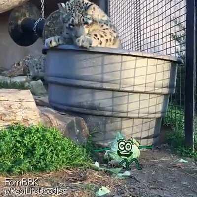 Snow Leopard Assaults An Innocent Cabbage