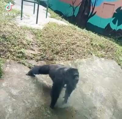 Monke training