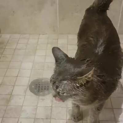 Cat loves showers
