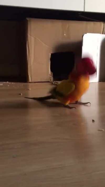 My parrot has gone completely mad! 😂