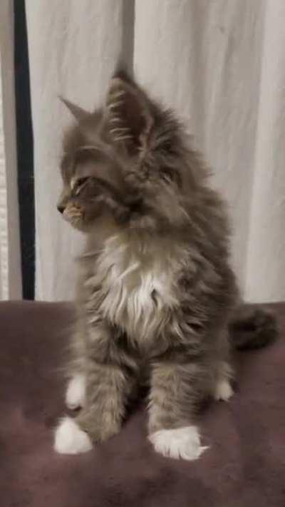 Meet Rhea the Maine coon :)