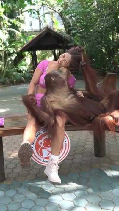 Orangutan Flirting