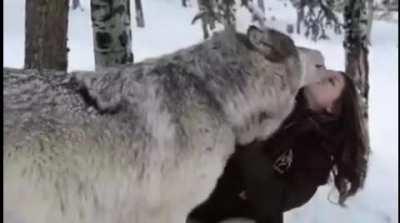 Wolf kisses