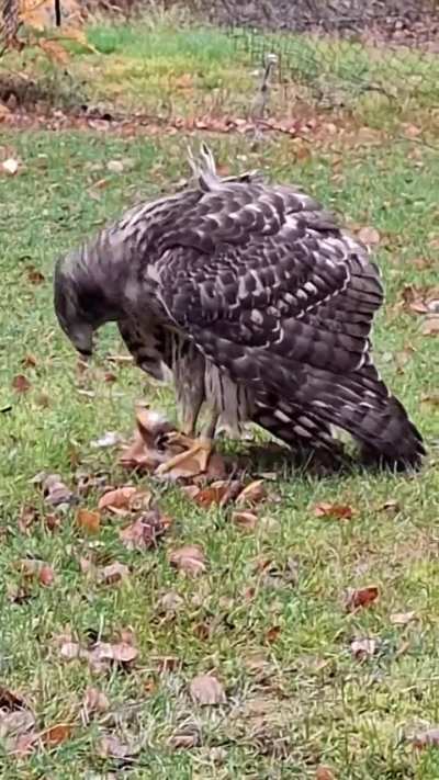 🔥 My aunt has a lot of squirrels living on and near her property, and with prey being plenty, predators are atracted, in this case being a Eurasian goshawk that managed to catch one of the squirrels
