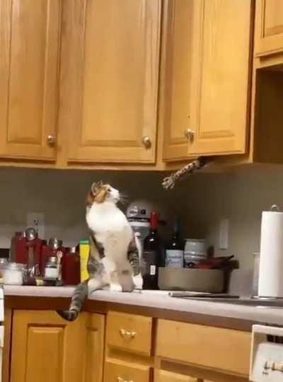 What your cats do when you are not at home