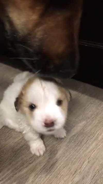 Resident 100lbs German Shepherd loves our new <1lb foster baby