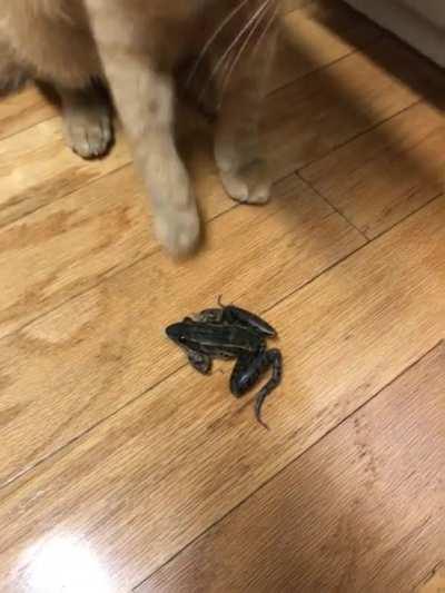 Touch tha Leopard Froggy. (It was safely returned to the outdoors.)