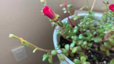 Decided to time lapse my Purslane flower opening🌺