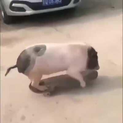 Four legged skateboarder