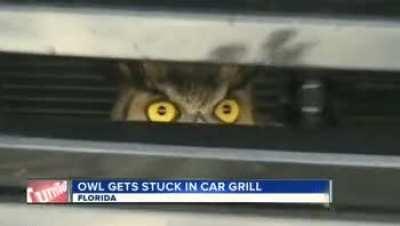 owl stuck