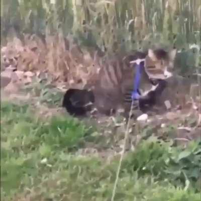 the daily life of a cat