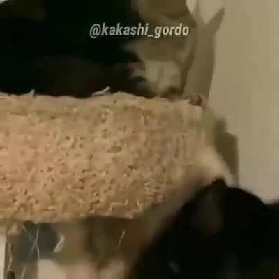 Só quem tem uma descarga em casa que não funciona direito, sabe oq é um petelson23we52