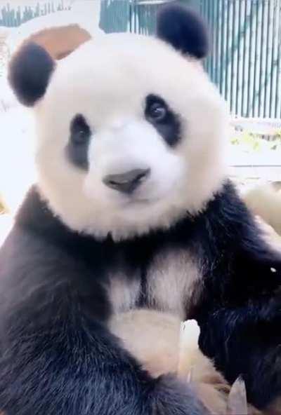 Look at the cute lil nose wiggles as he eats! Now that's a tempter.