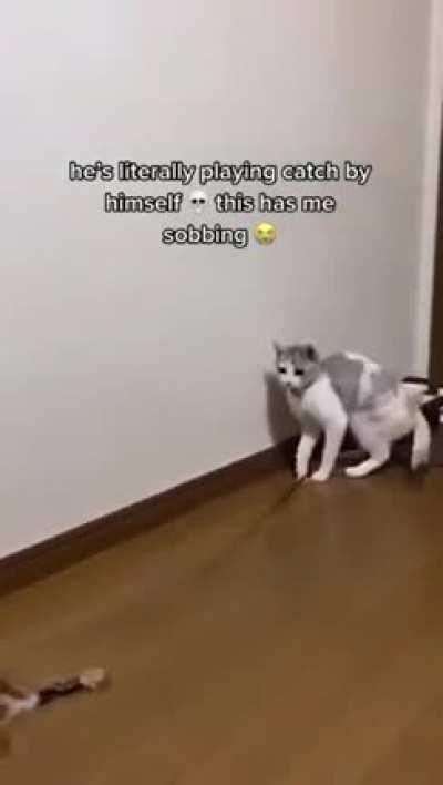 Cat playing catch with itself