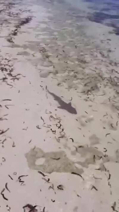 Meeting a curious fish on a glorious day.