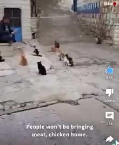 i think this is my new favourite video