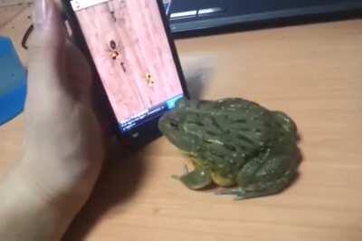 African bullfrog playing mobile ant crusher